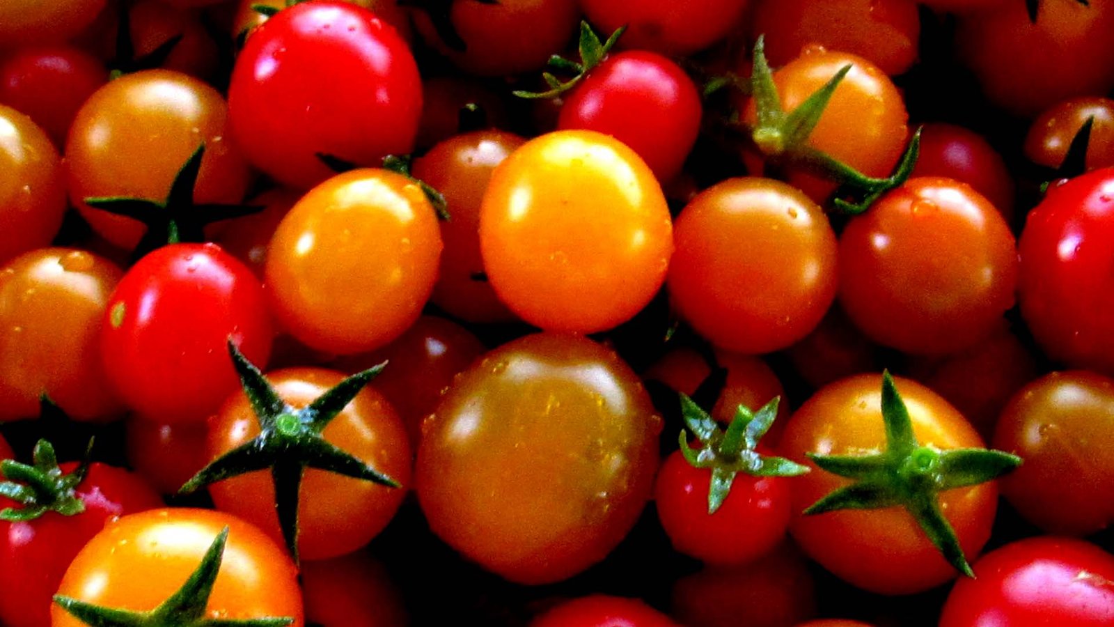 Fresh Ripe Cherry Tomatoes